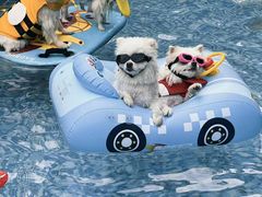 -汪说喵讲宠物乐园宠物酒店(红星美凯龙店)