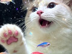 -翊宠yipet猫狗购宠庄园犬舍•猫舍