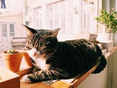 iphone_upload_pic-海边的猫和咖啡馆