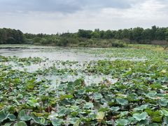 -上海海湾国家森林公园