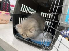 -佳雯宠物医院·皮肤科·内外科(春晓路分院)