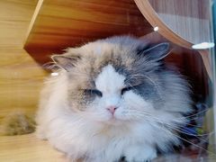 -猫十亿·布偶金渐层·曼基康矮脚猫舍(青年路店)