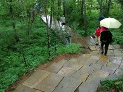 -五营红松林海景区