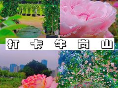 -牛岗山公园