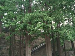 -阳台山自然风景区