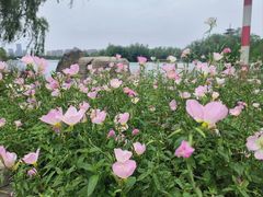 -洋湖国家湿地公园