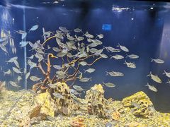 -海合安成都极地海洋公园