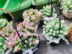 -循礼门鲜花花市(武汉循礼门店)