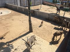 -西霞口神雕山野生动物世界