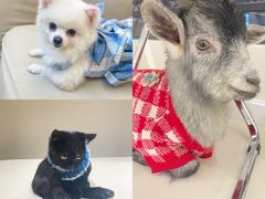 -怪兽屋·羊驼·猫咖·狗咖(俊华广场店)