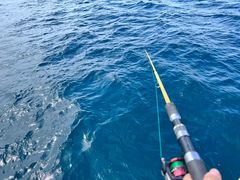 -小猫钓鱼海钓俱乐部(椰梦长廊店)