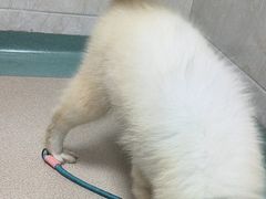 -动物缘宠物医院·骨科·猫科(西二环店)