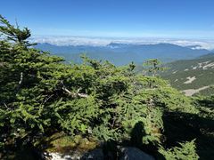 -朱雀国家森林公园