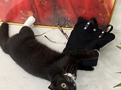 -共舞时光猫咖·狗咖(新街口店)
