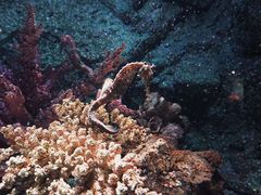 -暹罗海洋世界