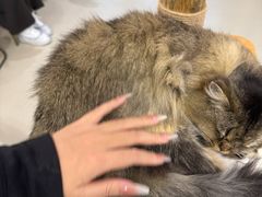 -共舞时光猫咖·狗咖(新街口店)