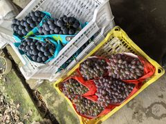 -马陆小张葡萄园农家乐