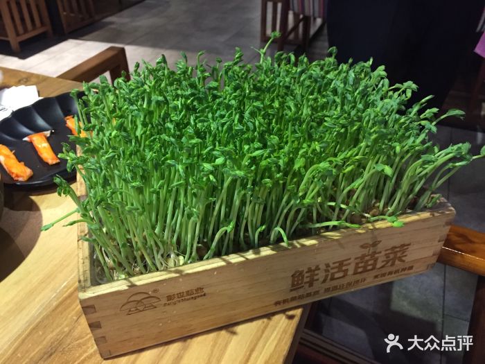 秦记水佬坊源自香港火锅料理(苏悦广场店)有机豆苗图片 - 第2张