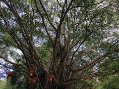 -海南热带野生动植物园