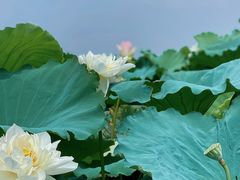 -荷塘月色湿地公园·向阳花洲