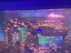 -石家庄海洋公园