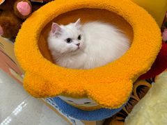 -帕帕拉兹宠物(亚洲旗舰店)