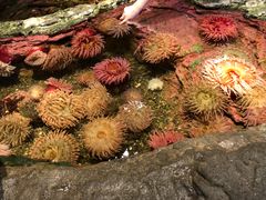 -西雅图水族馆