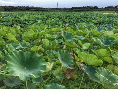 -上海海湾国家森林公园