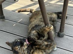 -EATALIA意塔利意式餐厅(鼓楼店)