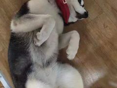 -Husky Go! 哈士奇体验馆·宠物咖啡厅狗咖