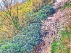 -武汉大学-樱园