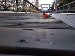 -东莞植物园