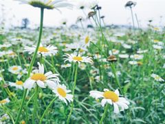 -莲花山花海
