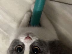 -lincat·猫舍(广州店)