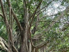 -海南热带野生动植物园
