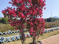 -东南花都花博园