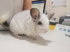 -瑞派·关忠动物医院·异宠专科·犬猫肿瘤·皮肤专科(望京店)