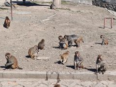-哈尔滨北方森林动物园