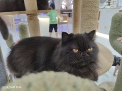 -喵园·猫主题咖啡厅·撸猫·猫咖(国贸店)