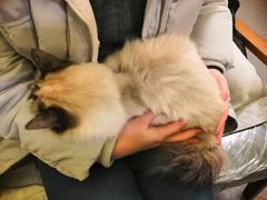 -猫色咖啡·猫咖
