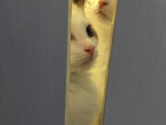 -喵的天空名猫咖啡馆·撸猫·猫舍·用品