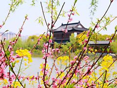 -南汇桃花村