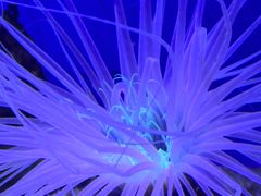 -上海海洋水族馆