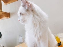 -藏猫猫咖啡主题馆(中央大道店)