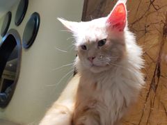 -more than meow吴止猫主题餐厅(承德 中船汇店)