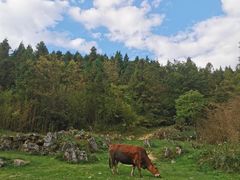 -武陵山森林公园