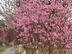 -常德桃花源景区