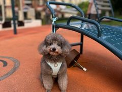 -艾贝尔宠物医院 ·内科全科(梁溪路店)