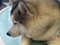 -怪兽屋·羊驼·猫咖·狗咖(俊华广场店)