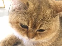-飞行喵MR PILOT|猫舍·猫咖(静安大融城店)